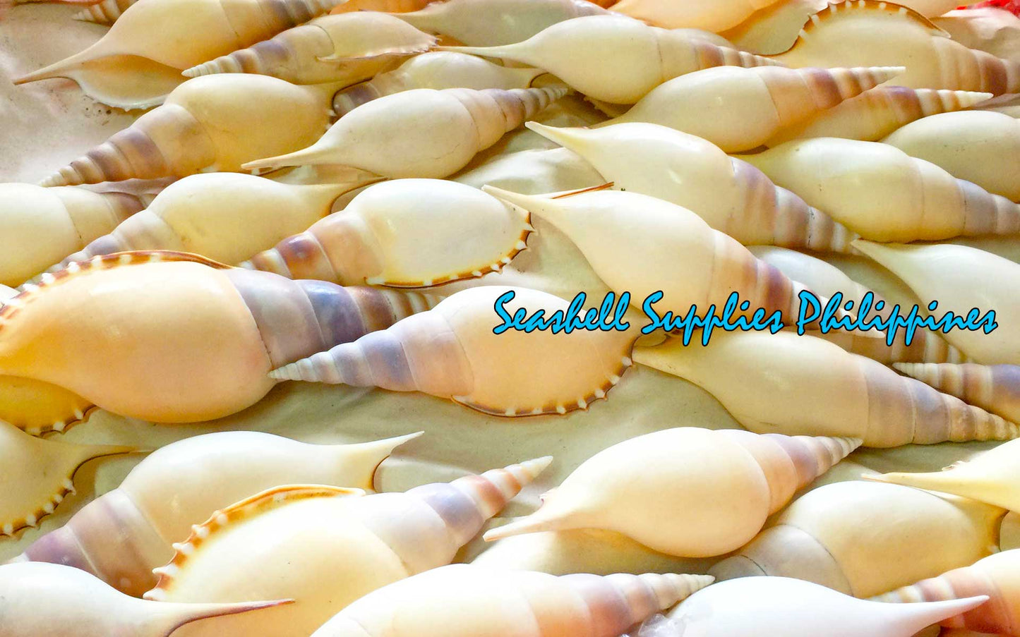 Tibia Martini | Martin's Tibia | Rostellariella Martini | 2 - 6 Inches