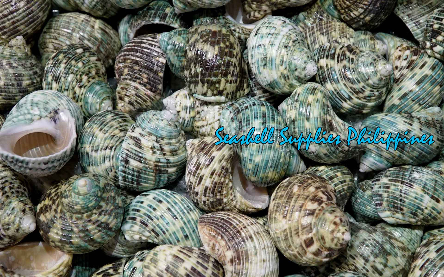 Turbo Green Natural | Buffed | Crass Turban | 1 - 3.9 Inches