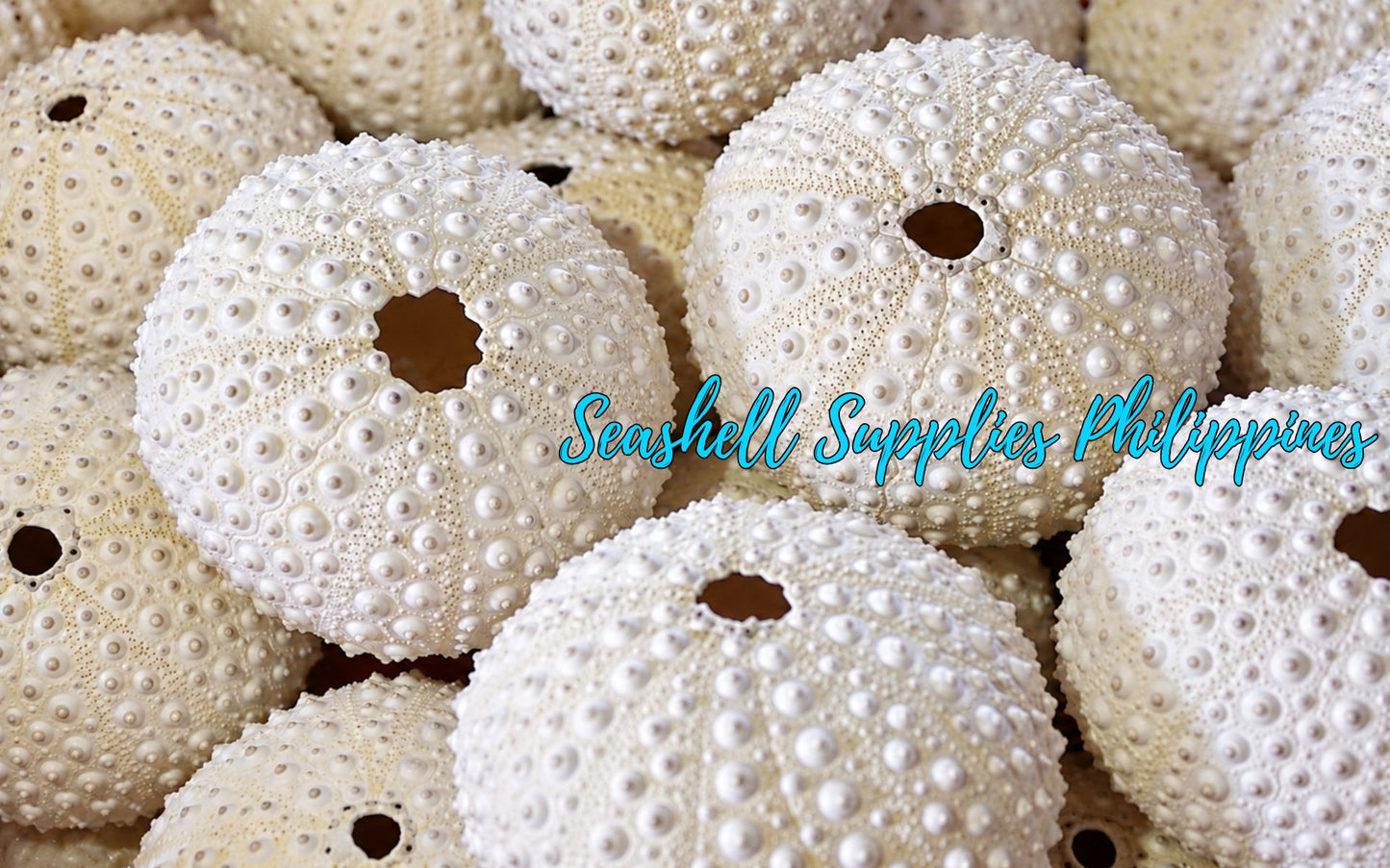 House Of Sea Urchin