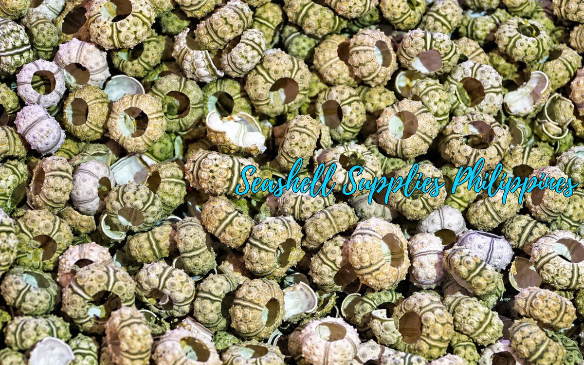 Knobby Green Sea Urchins