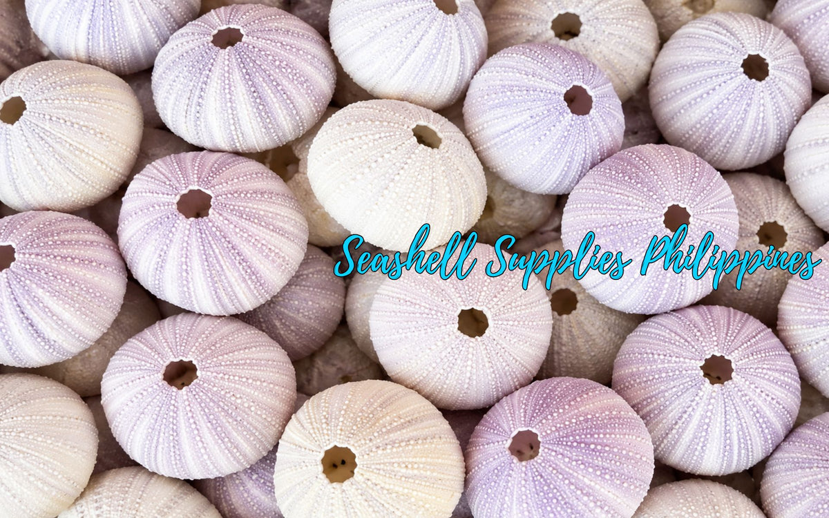 House Of Sea Urchin Purple | Astropyga Radiata | 1 - 3 inches