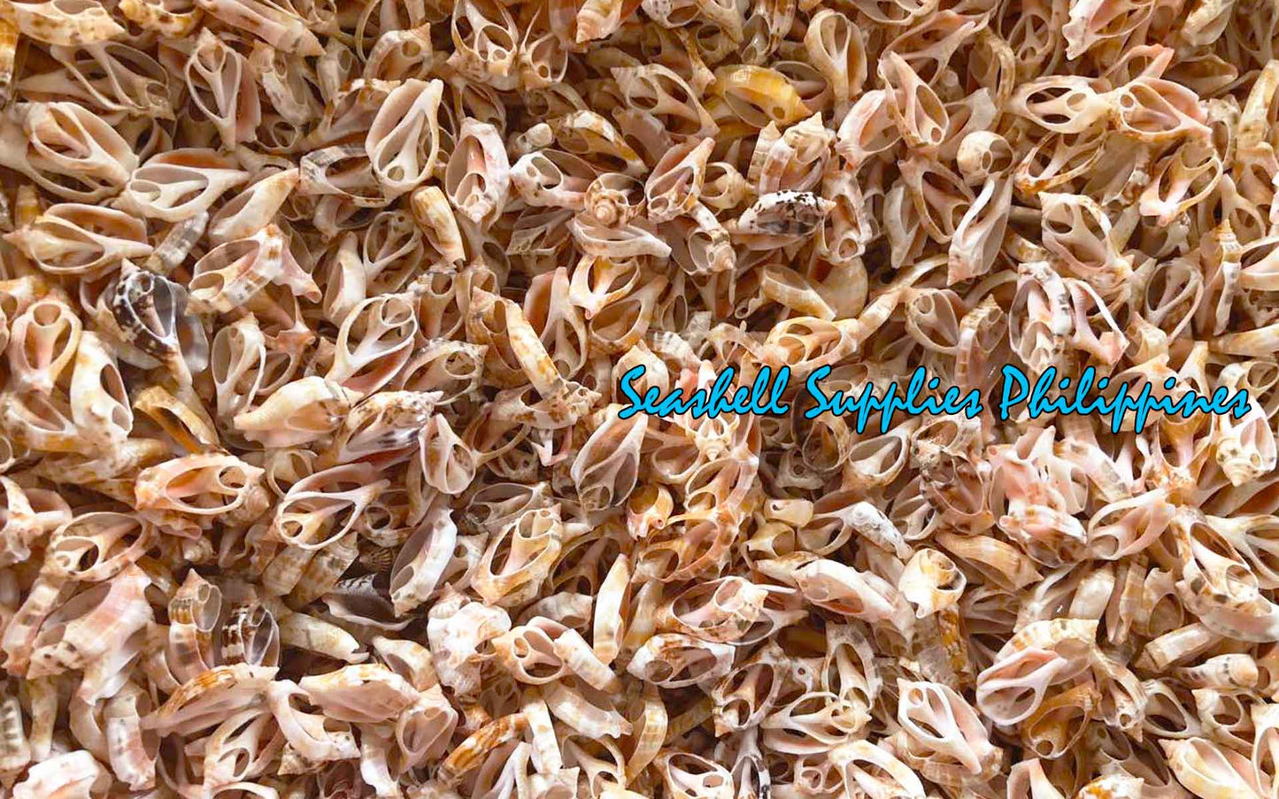 Cut Seashells | Sicad Pink | Little Bear Conch