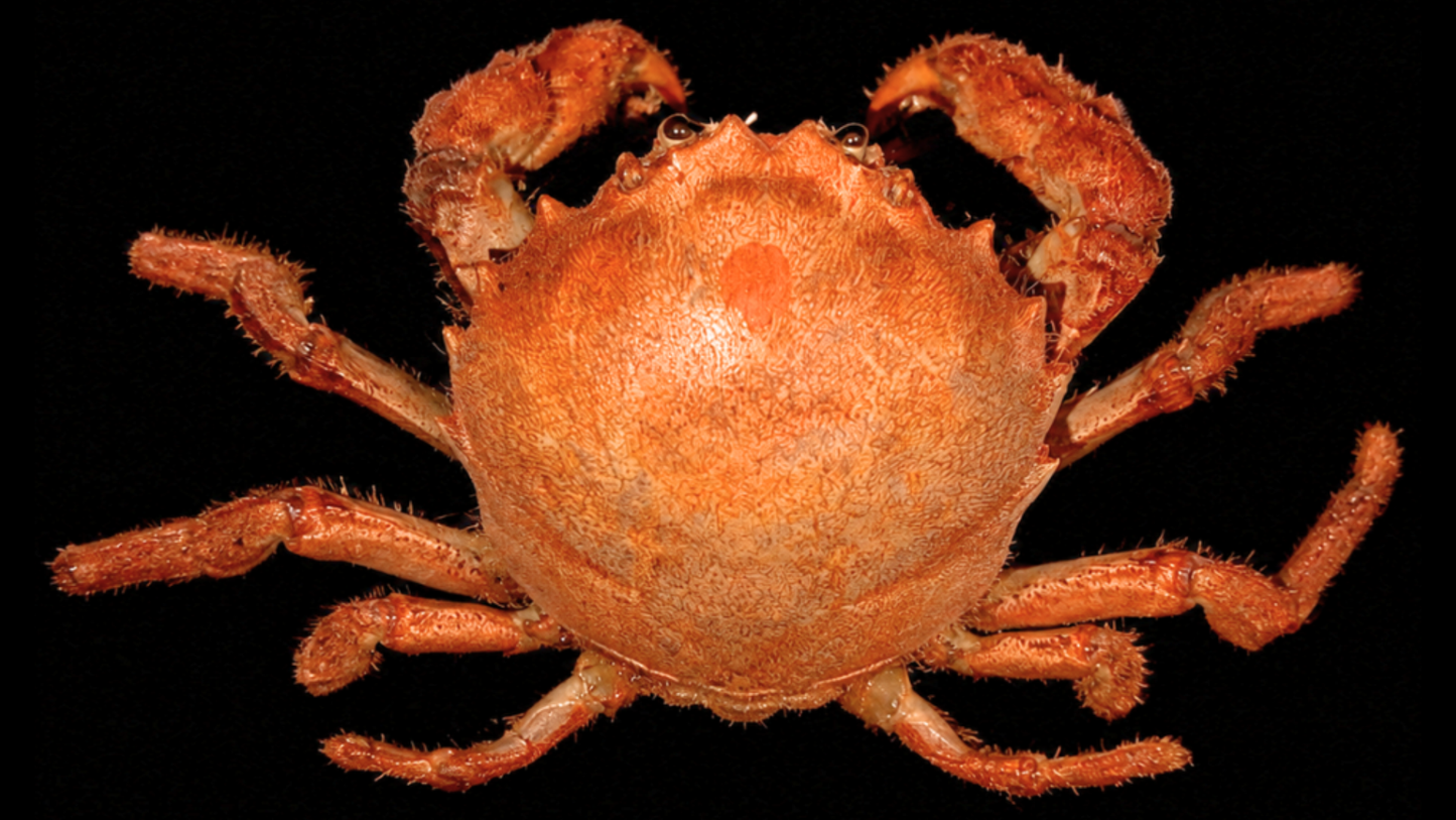 Small True Crab (Infraorder Brachyura) | Preserved Crab Specimen | Real Marine Crab