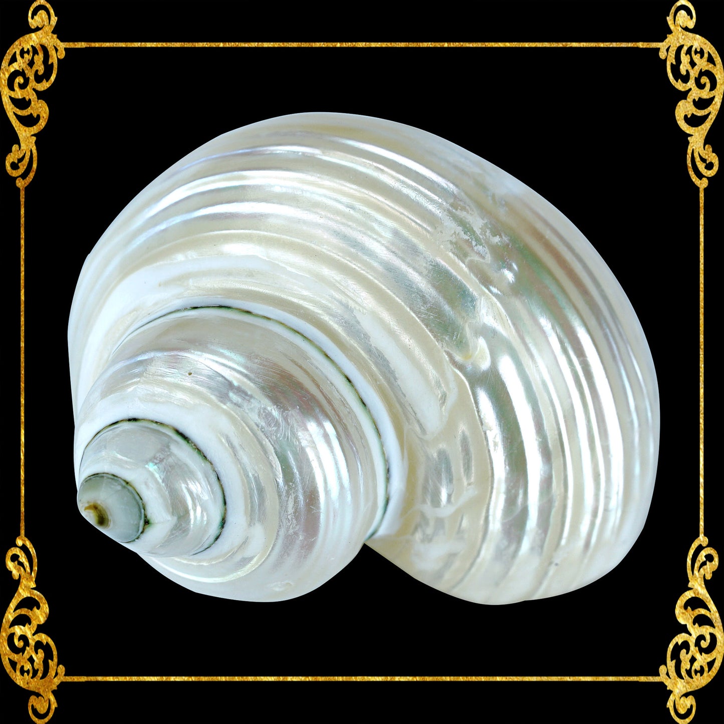 Turbo Green | Pearlized | Turbo Mamoratus | 1.5 - 3 Inches