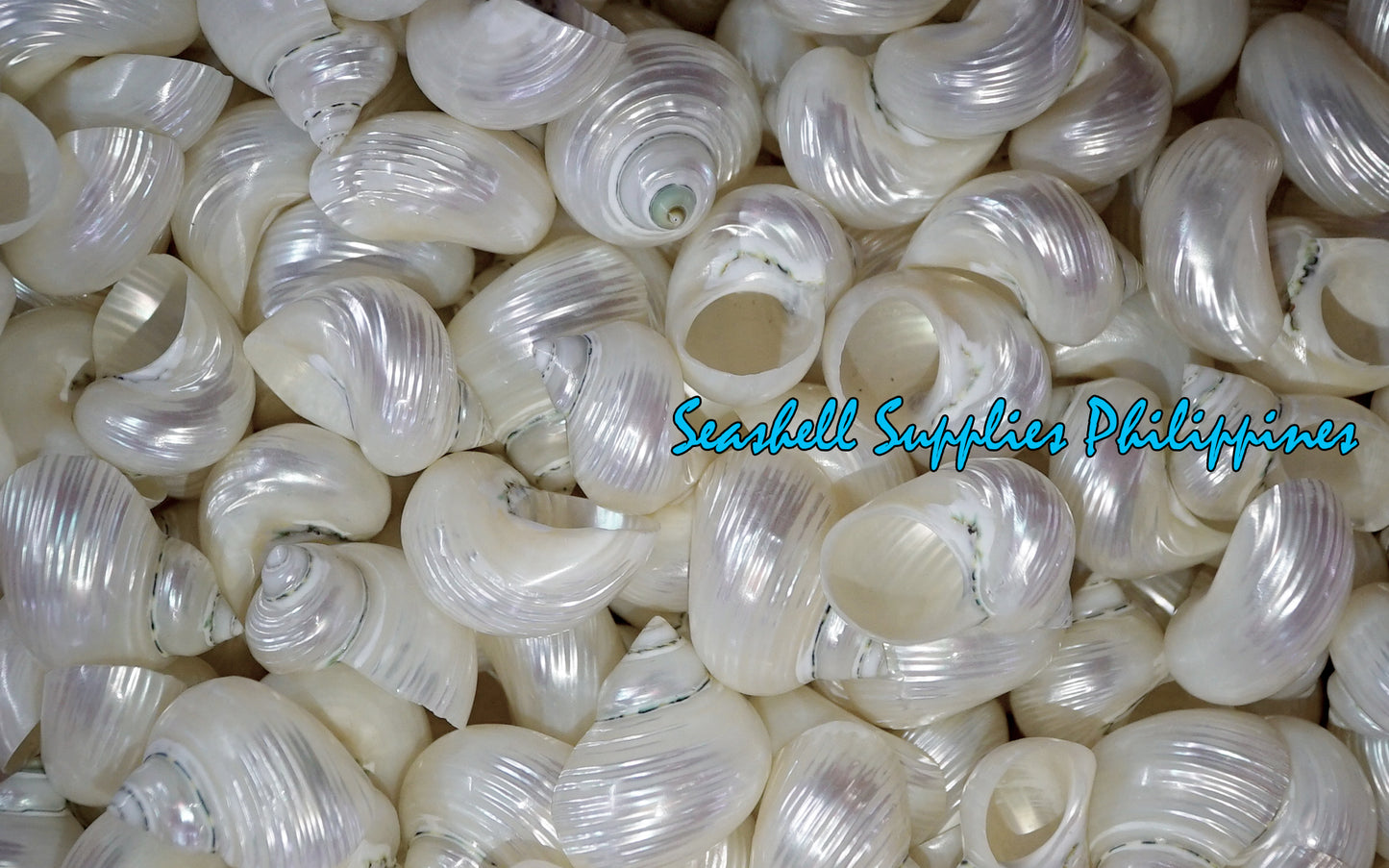 Turbo Green | Pearlized | Turbo Mamoratus | 1.5 - 3 Inches