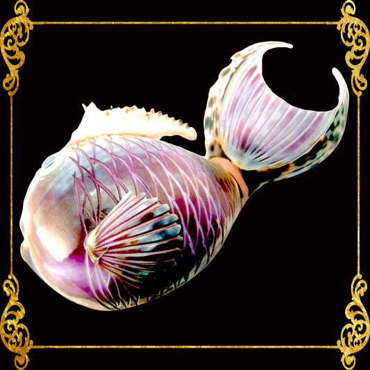 Bottle Opener | Fish | Tiger Cowrie