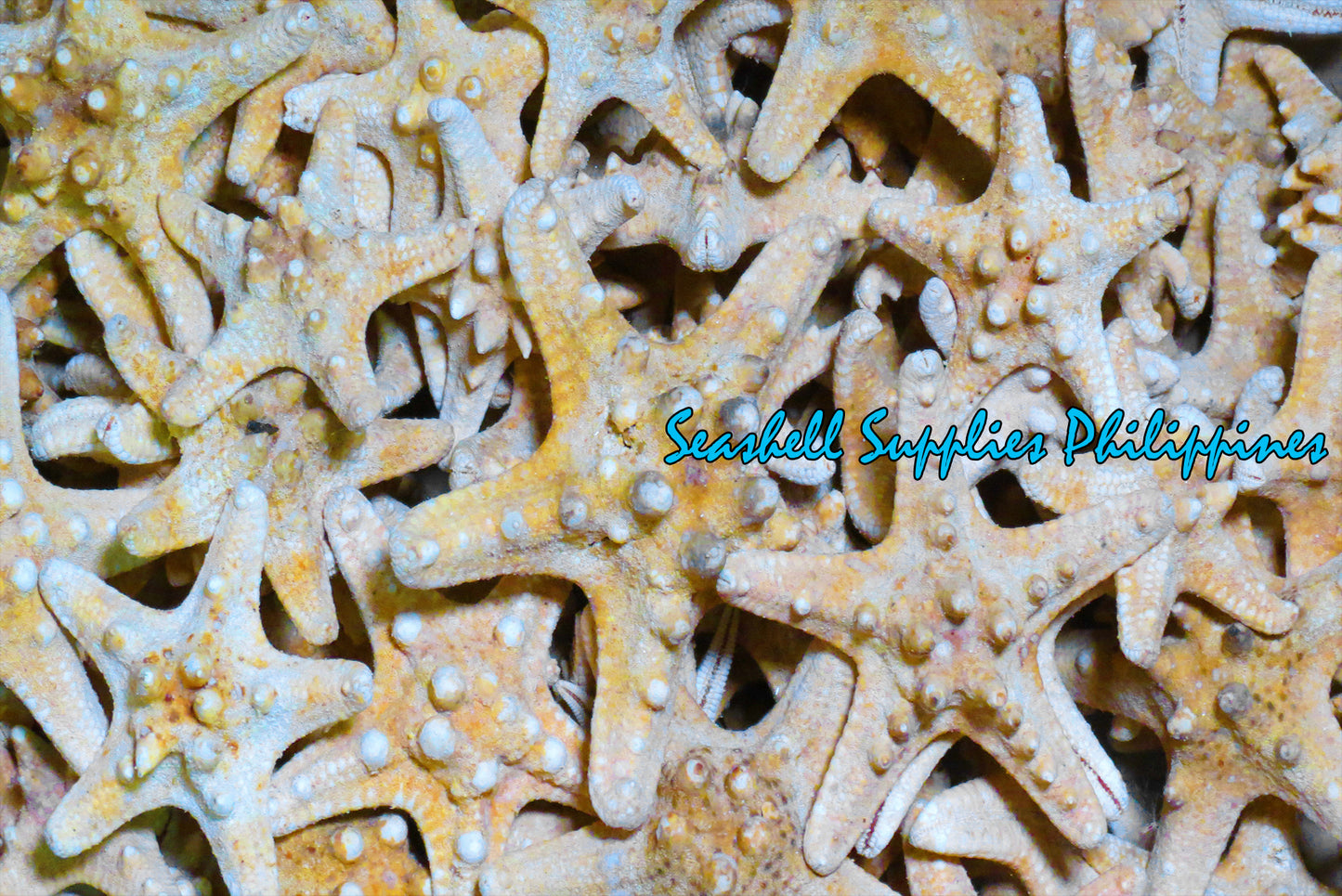 Starfish | Bukol | Armoured Starfish | Natural | 3 - 4.9 Inches