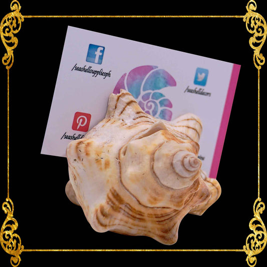 Calling Card Holder | Picture Holder | Fasciolara Shells