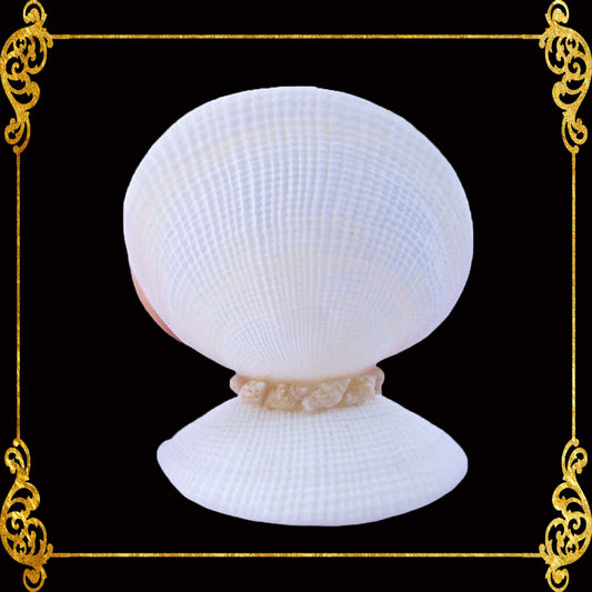 Calling Card Holder | Picture Holder | Codakia Shells