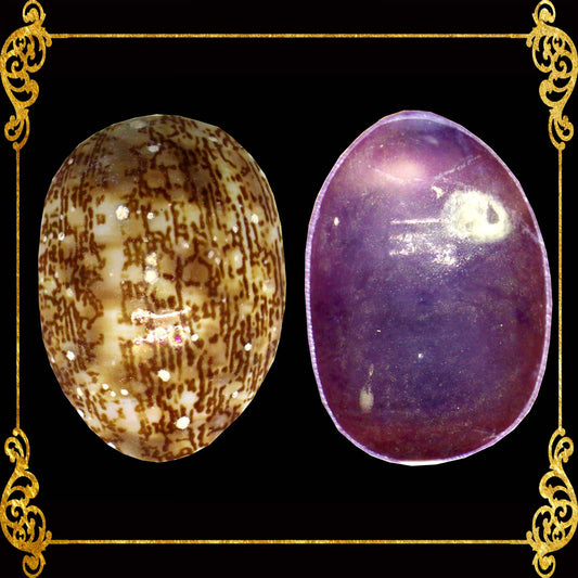 Cut Seashells | Cowry Vittelus | Lyncina Vitellus Shells