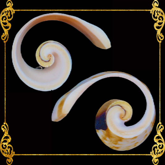 Cut Seashells | Red Lips | Scroll | Strawberry Conch