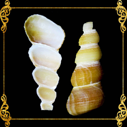 Cut Seashells | Tortilla | Side Cut | Screw Turritella