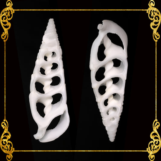 Cut Seashells | Bala Bala | Aluco Vertagus Cuming's Cerith