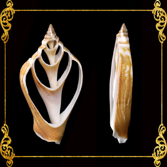 Cut Seashells | Canarium Brown | Dog Conch Shells