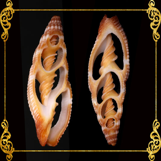 Cut Seashells | Mitra Rugosum | Vexilum Rugosum Shells