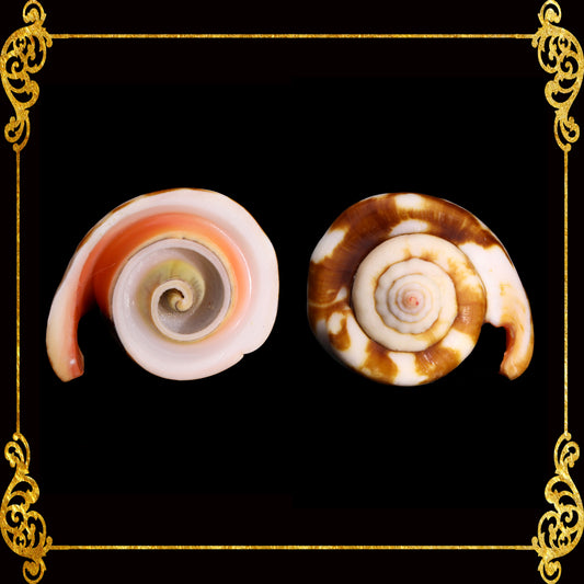 Cut Seashells | Red Lips | Head