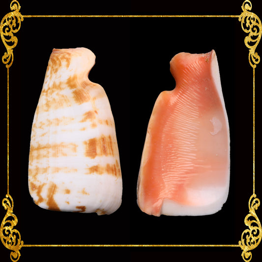 Cut Seashells | Red Lips | Side Cut Lips