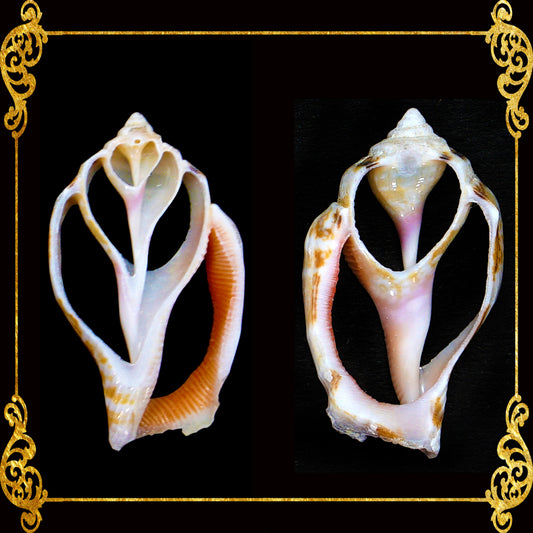 Cut Seashells | Sicad Pink | Little Bear Conch