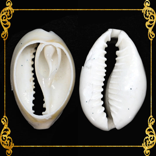 Cut Seashells | Sigay | Cyprea | Gold Ringer Cowrie