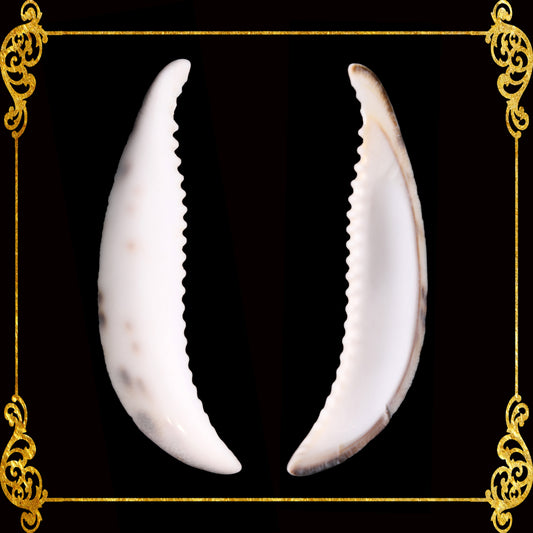 Cut Seashells | Cowry Tiger Tusk | Cypraea Tigris Shells
