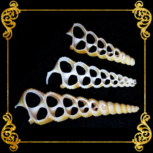 Cut Seashells | Tortilla | Screw Turritella