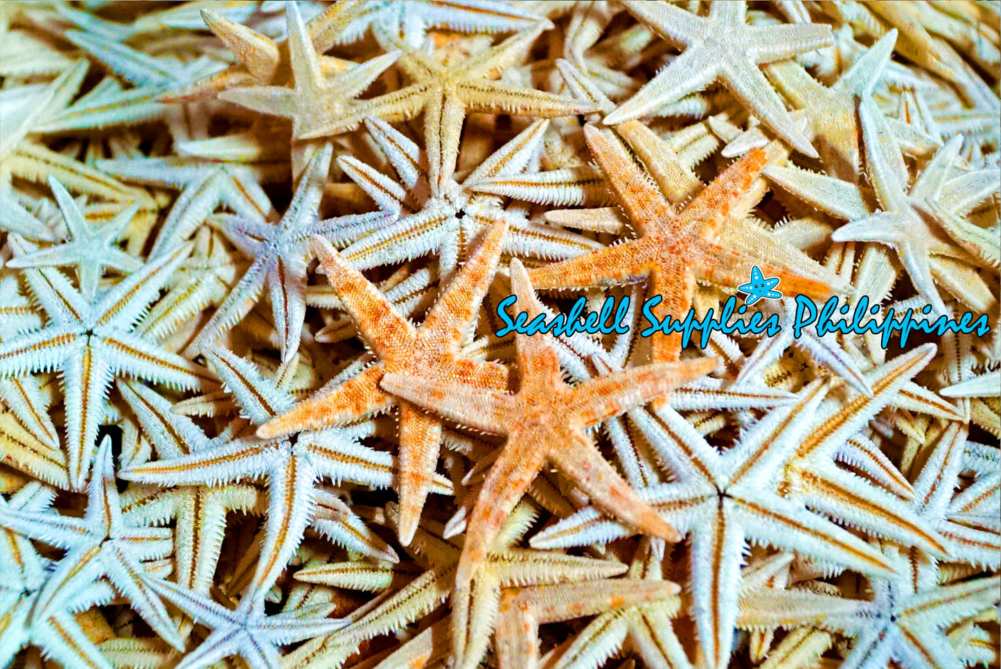 Starfish | Flat Starfish | Sand Star | 1 - 2 cm | 1 Piece