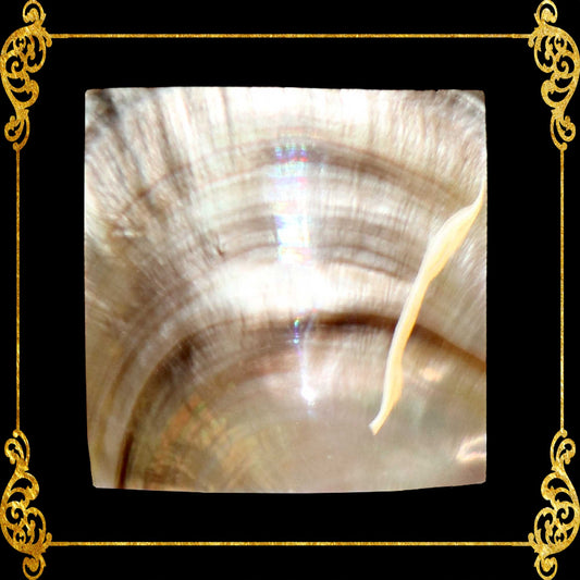 mother-of-pearl-black-lip-square-shape-2 x 2-inches