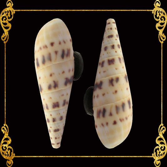 Shell Ref Magnets | Terebra Maculata