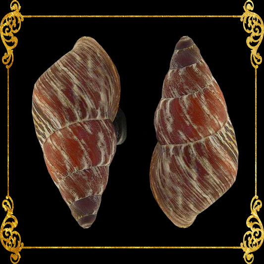 Shell Ref Magnets | Mindorowenses