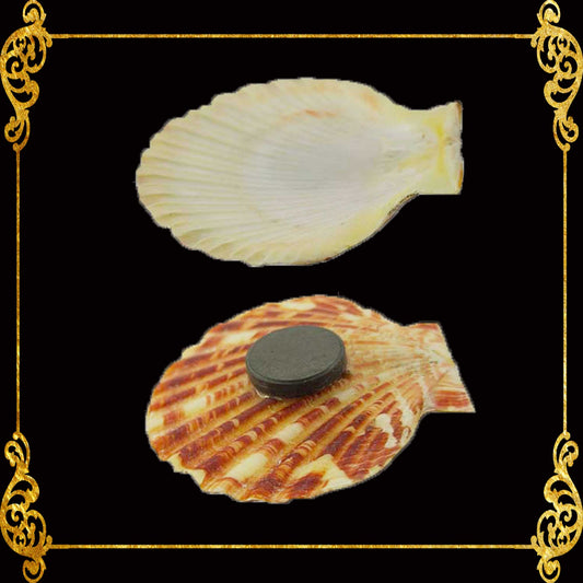 Shell Ref Magnets | Macarense