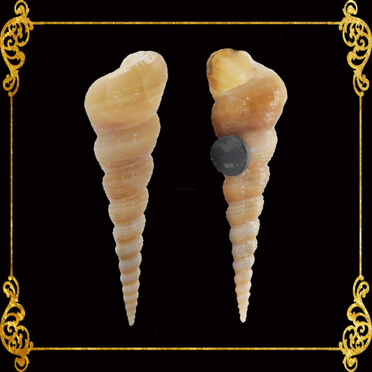 Shell Ref Magnets | Tortilla