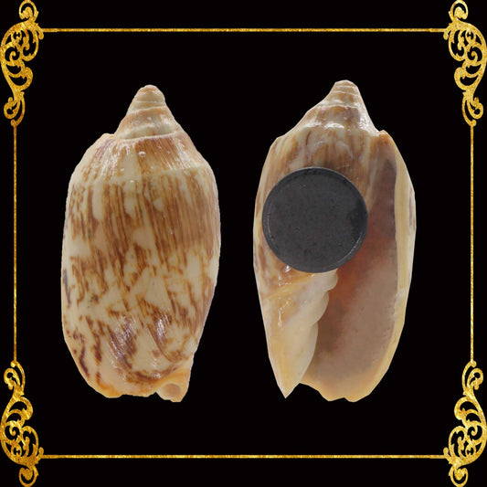 Shell Ref Magnets | Voluta