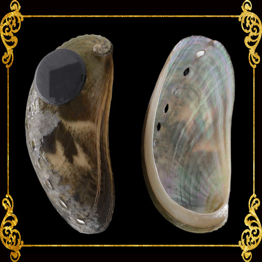 Shell Ref Magnets | Abalone Long Donkey's Ear Abalone