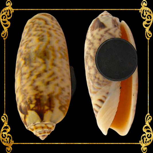 Shell Ref Magnets | Olive Gray