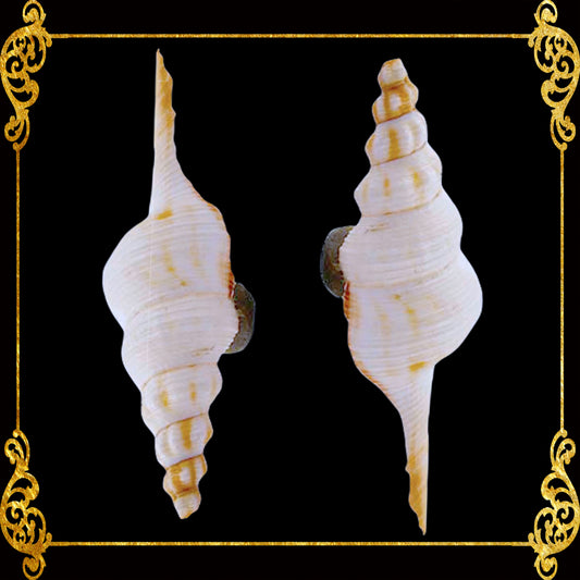 Shell Ref Magnets | Distaff Spindle