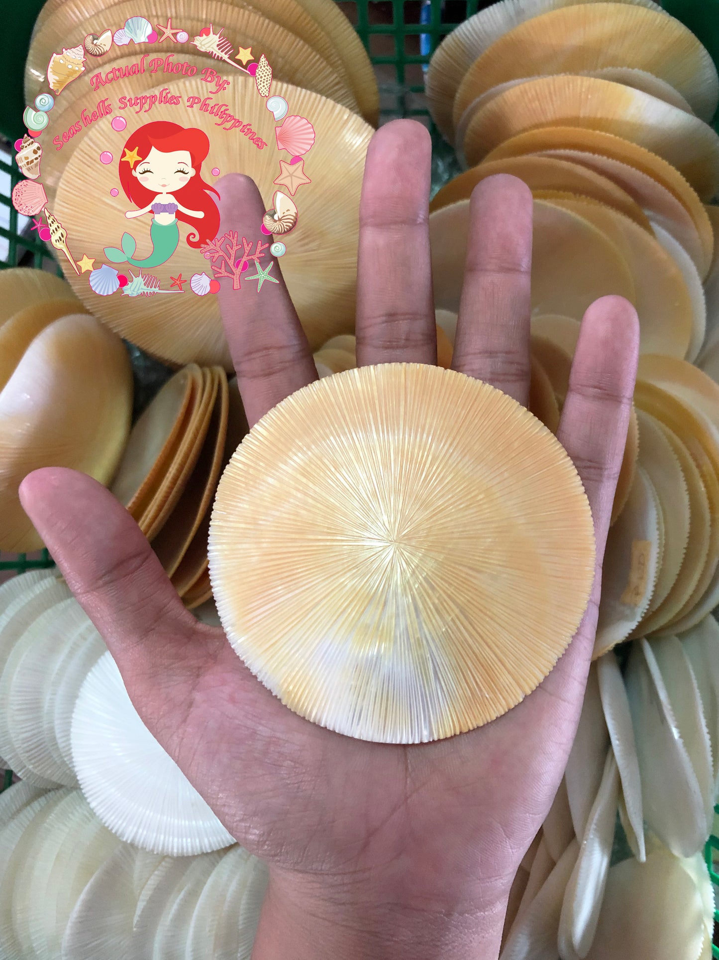 Mother Of Pearl | Round | Sunburst | 2 Inches