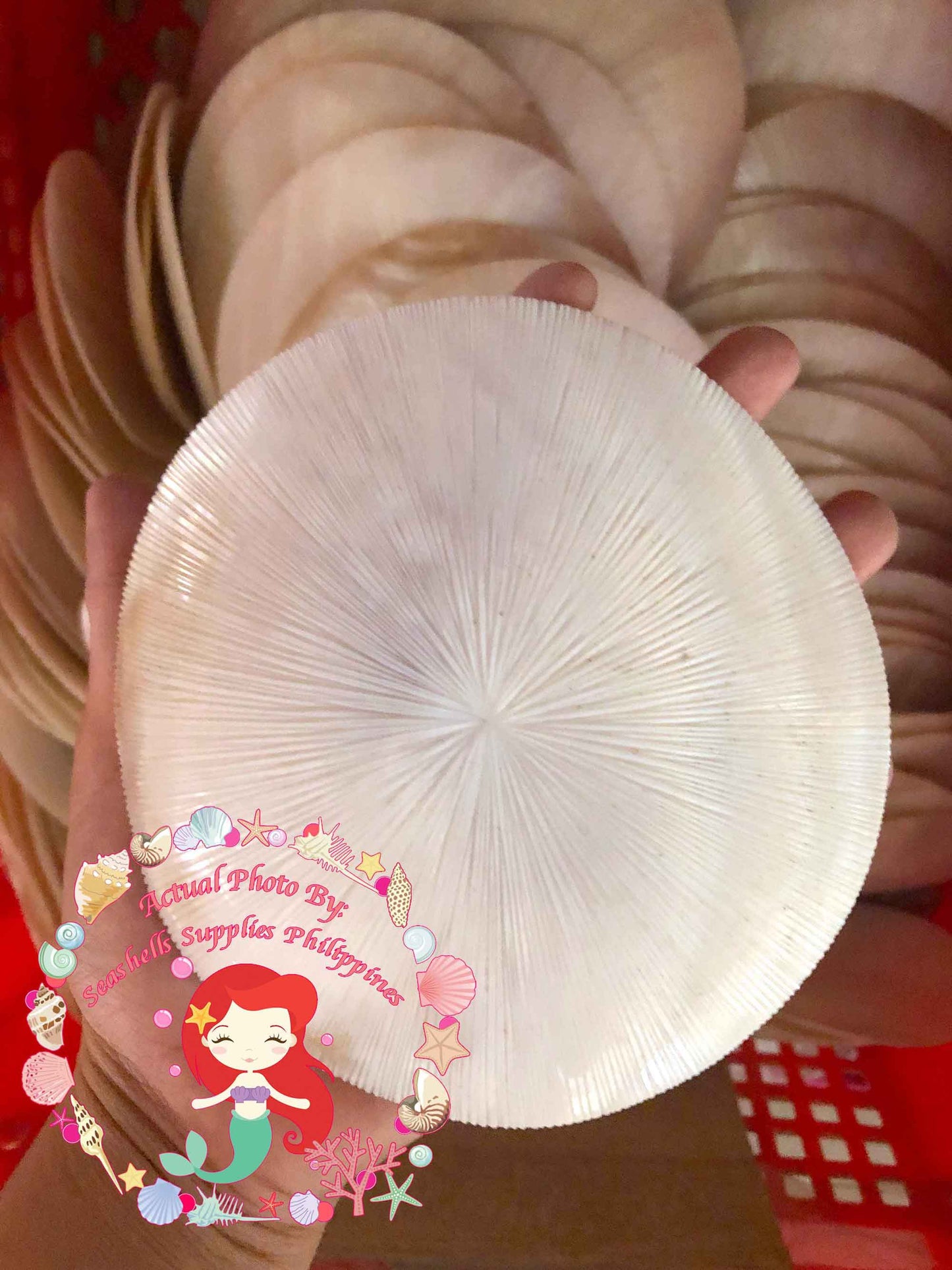 Pearl Clam | White Iridescent | Hyriopsis Schlegelii Sunburst | 5 Inches