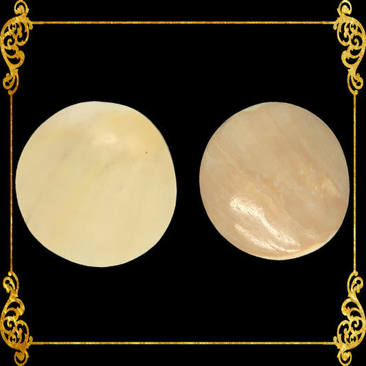 melo-shell-cut-aethiopica-polished-round-3-inches