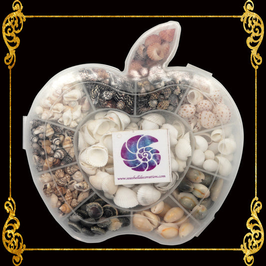 Seashell Bead Set