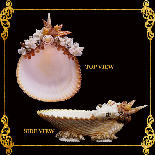 Plant Holder | Trinket | Soap Dish | Tonna Galea Seashell