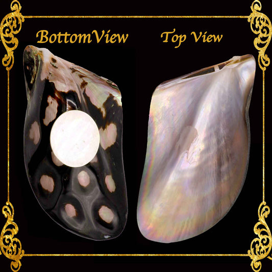 Succulents Pot | Indoor Flower Plant Potter | Real Seashell | Penguin Wing Oyster