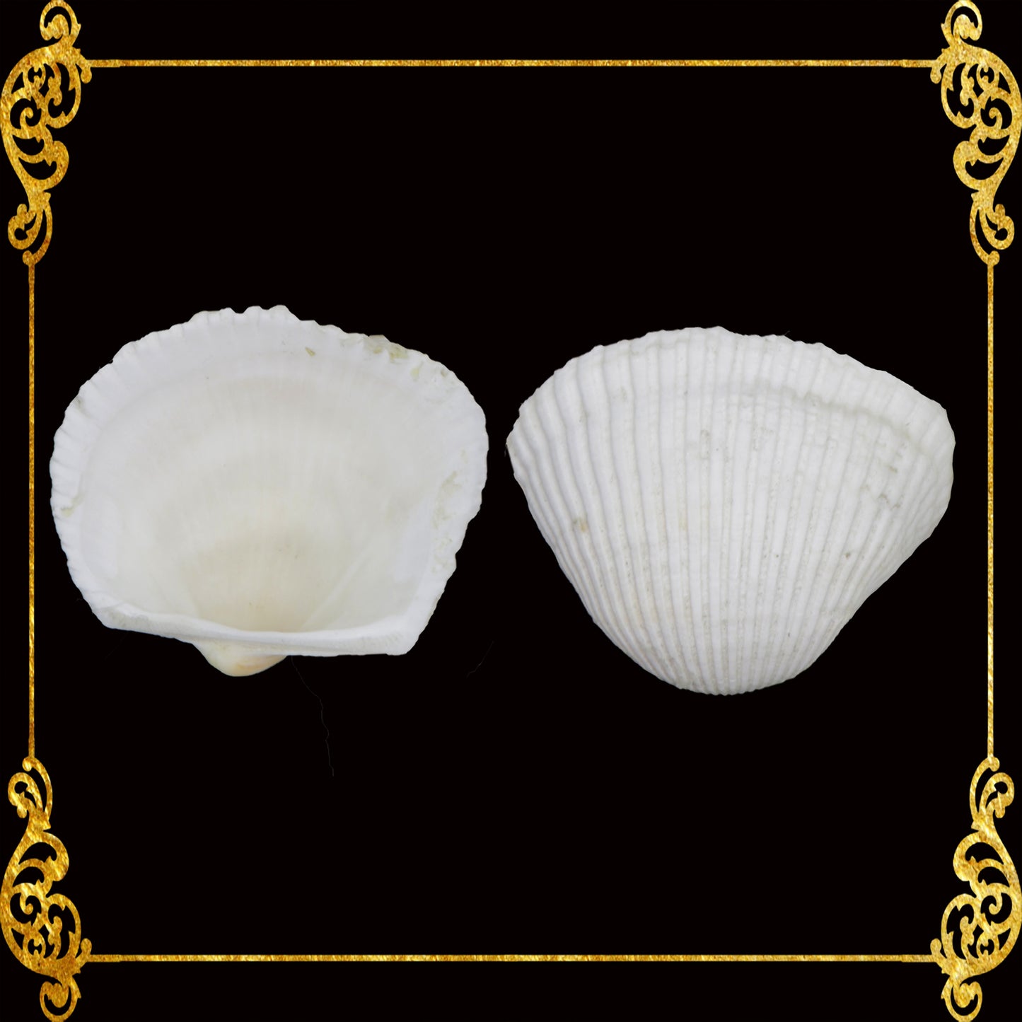 Batotoy Kulot XL | Ridged Ark Shell | Anadara Antiquata Sea Shells