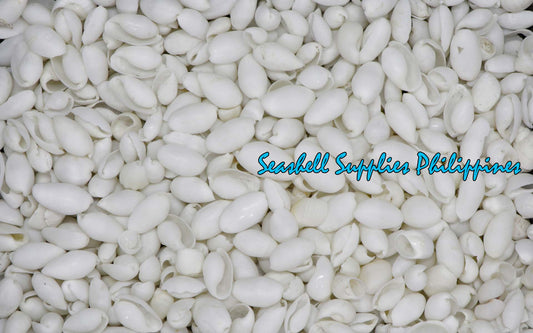 Bubbles | Cylindrical Atys | Atys Cylindricus