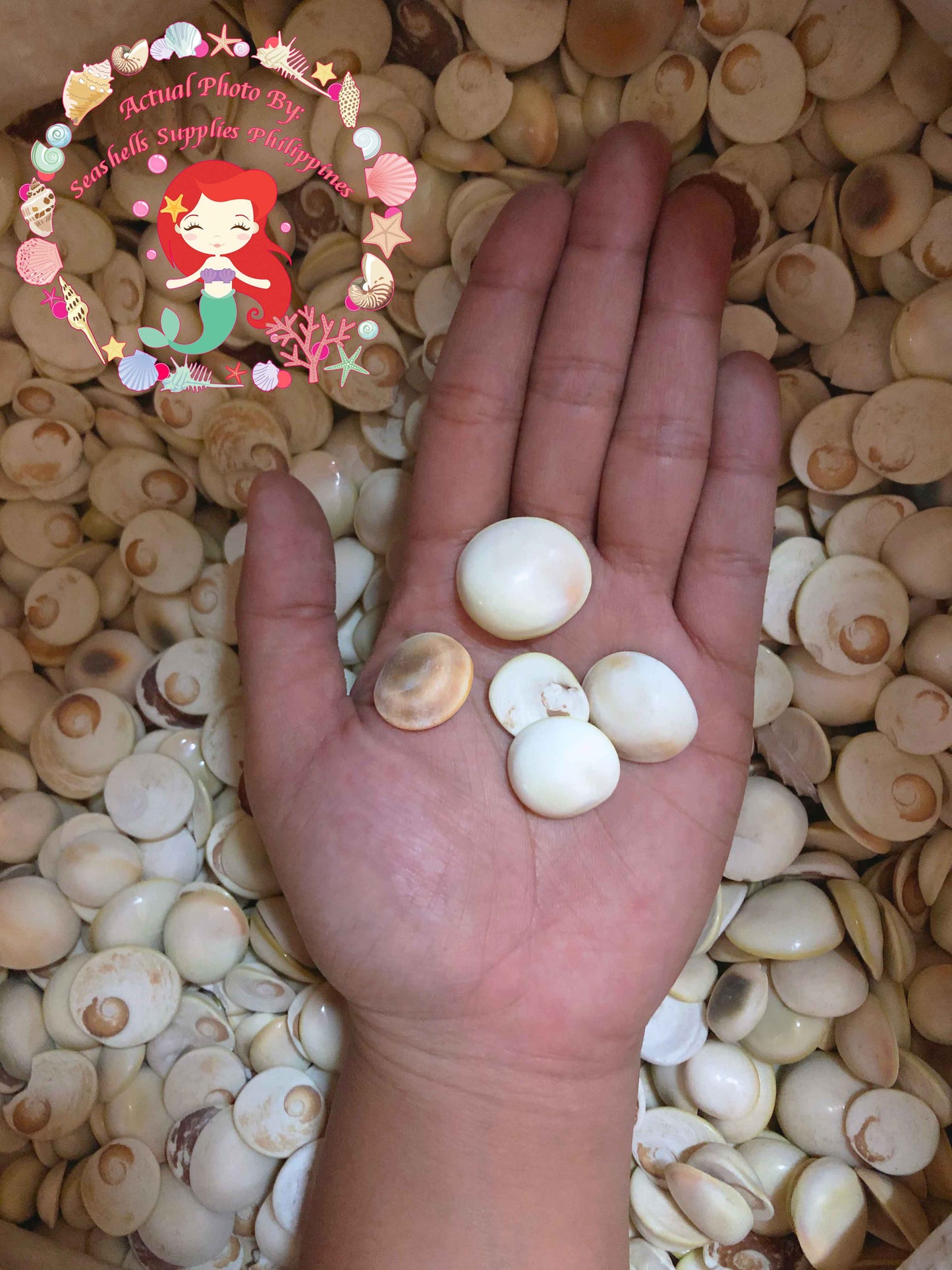 1 Kilo | Cat's Eye |Operculum | Shiny | Seashells | Sea shells