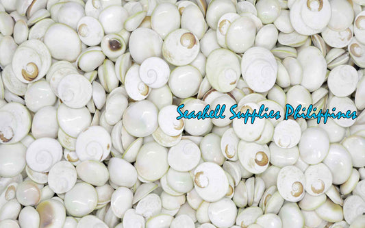 Cat’s Eye | Operculum (Polished Shiny)