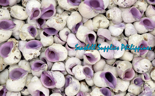 Cebu Beauty | Violet Coral Shell | Coralliophila Violacea