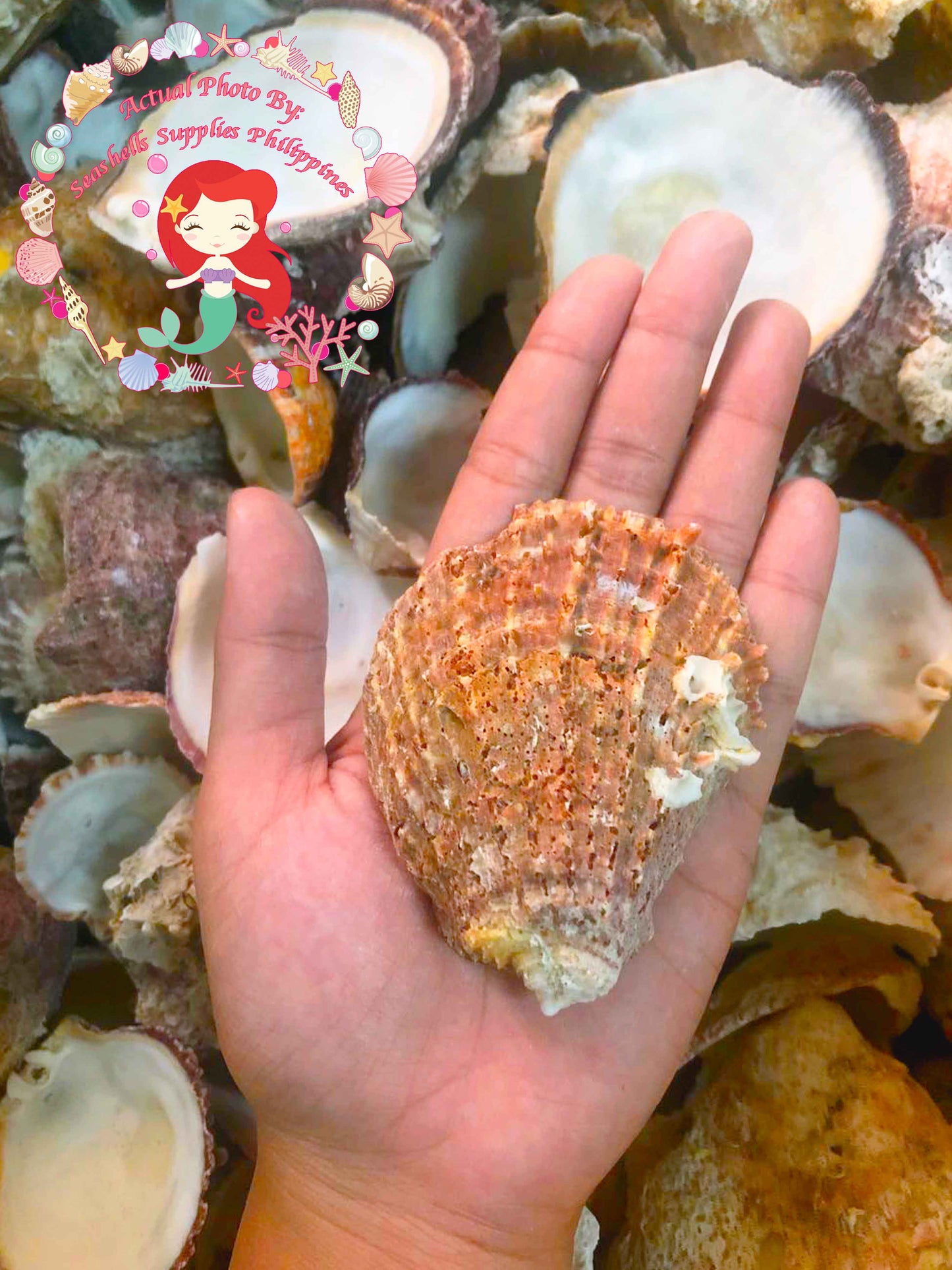 1 Kilo | Chama | Chama Pacifica | Seashells | Sea shells