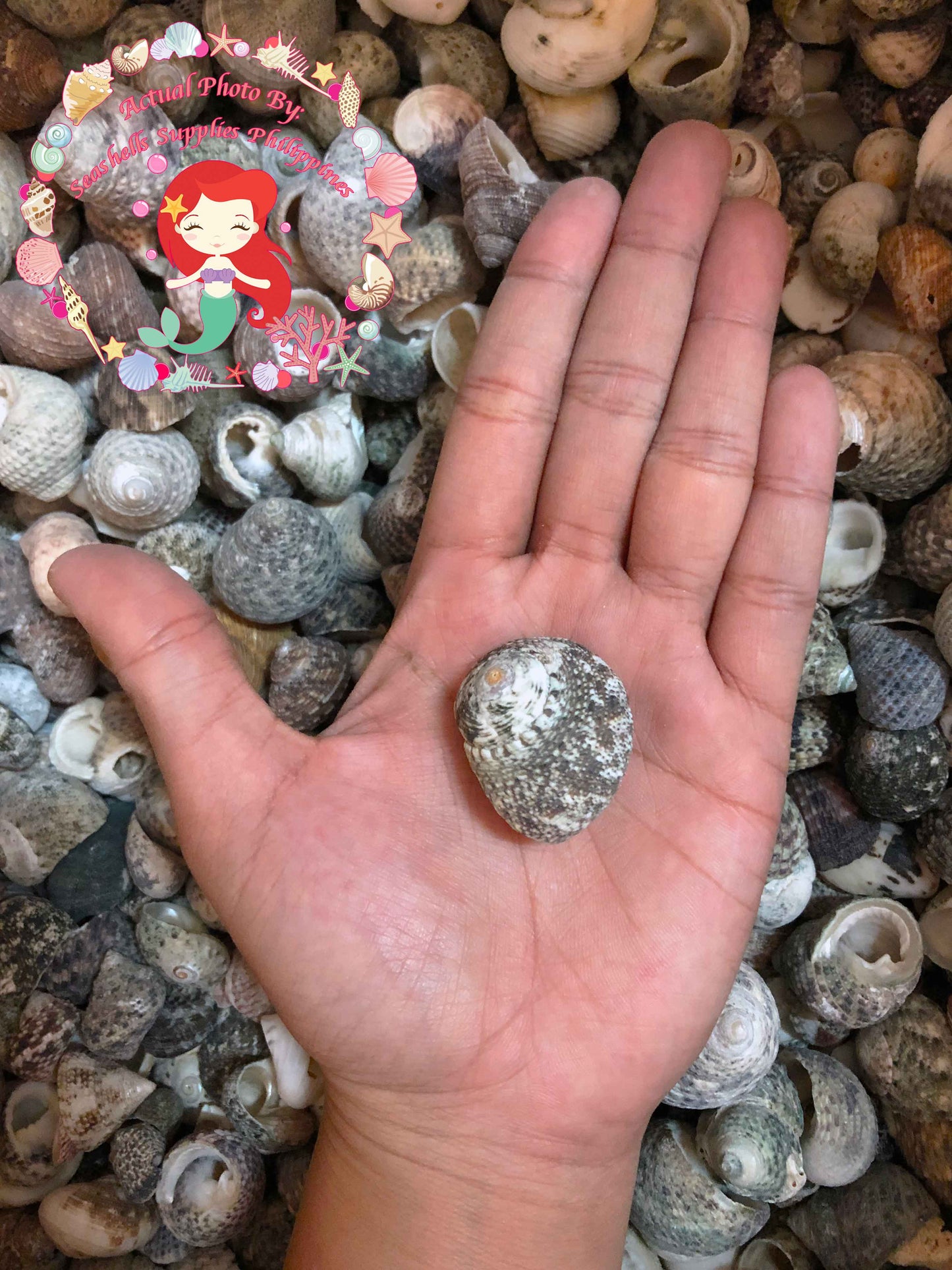 Nerita | Waved Nerite | Nerita Undata (Large Round)
