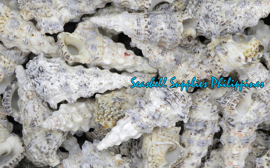 Nodulossum | Giant Knobbed Cerith | Cerithium nodulosum var. gigantea