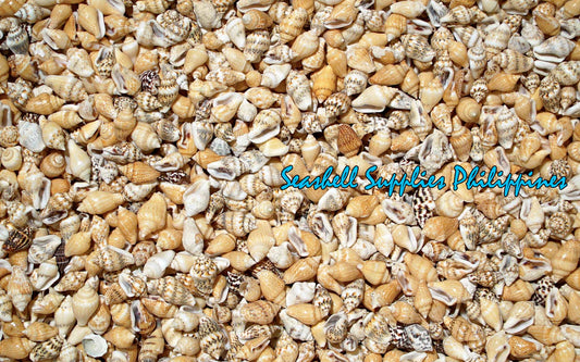 1 Kilo | Palay | Dotted Dove Shell | Natural | Seashells | Sea shells
